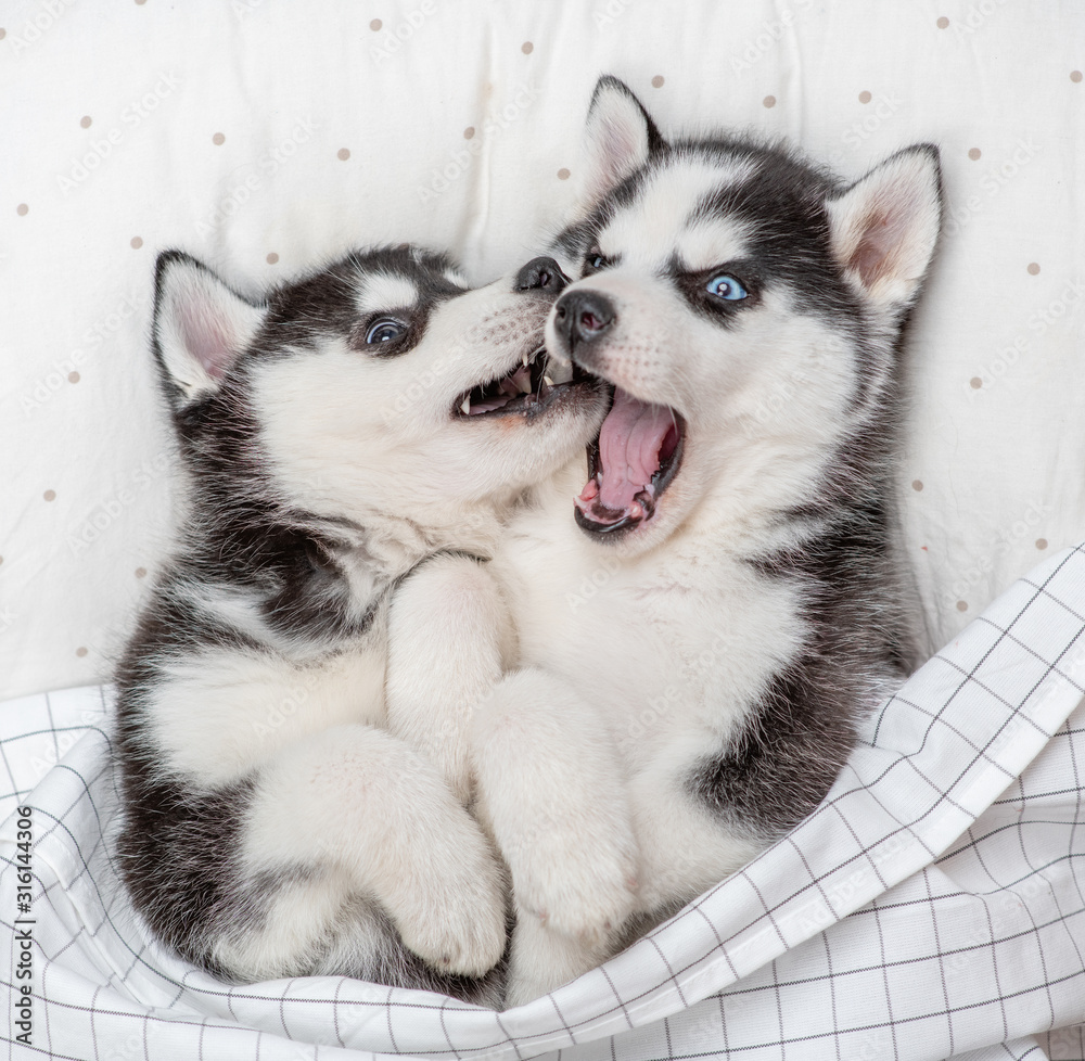 Two playful Siberian Husky puppies lie together on pillow under blanket at home. Top view