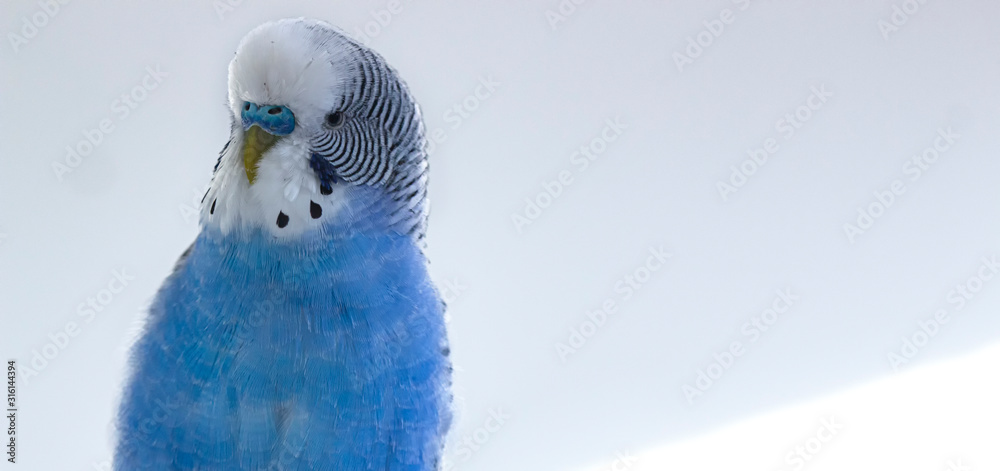Obraz premium The head of a blue wavy parrot, on a white background.