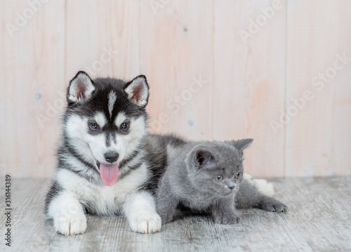 Siberian Husky puppy lies with kitten on th floor at home © Ermolaev Alexandr