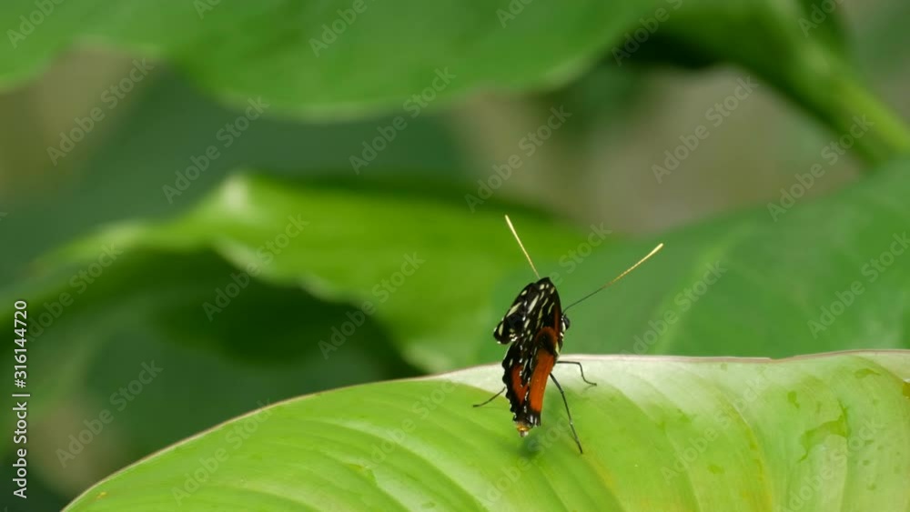 A beautiful tropical butterfly sits on a green leaf on a tree branch against a green background A beautiful tropical butterfly sits on a green leaf on a tree branch against a green background
