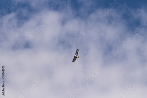 Adult rough-legged buzzard flies on a background of blue sky covered with clouds