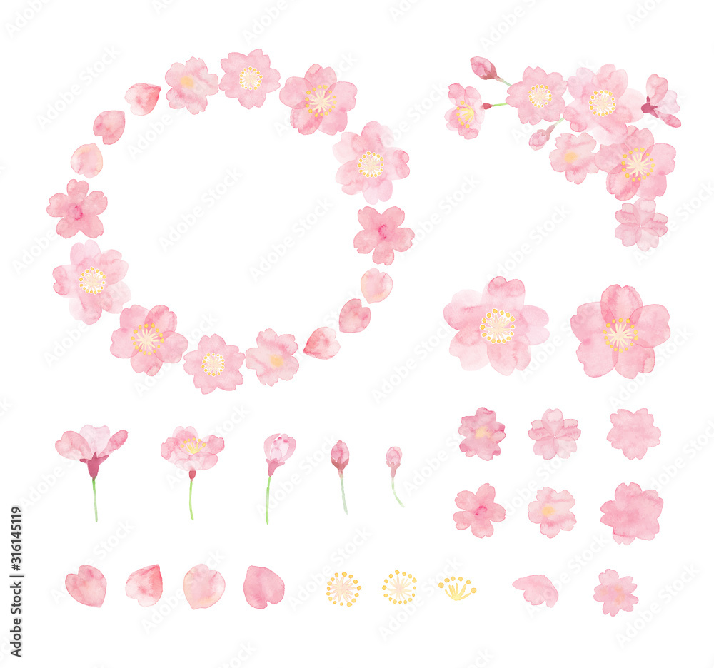 Obraz Ilustracja wiśniowych kwiatów malowane akwarelą