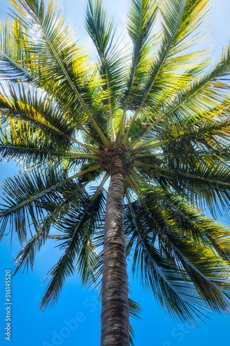 Looking up to a palm tree against the blue sky at the Baie des Citrons  Lemon Bay  beach in Noumea  New Caledonia  South Pacific Ocean.