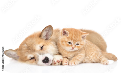 Sleepy Pembroke welsh corgi puppy lies with tiny kitten. isolated on white background
