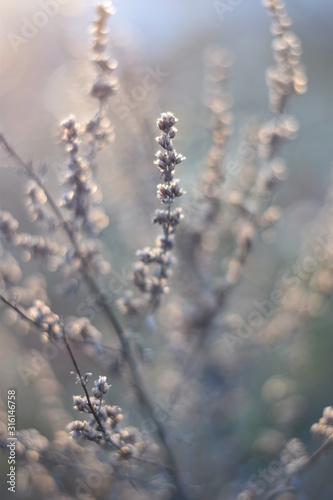 Verblühtes im Winter