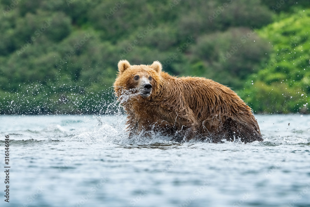 The Kamchatka brown bear, Ursus arctos beringianus catches salmons at Kuril Lake in Kamchatka, in the water The Kamchatka brown bear, Ursus arctos beringianus catches salmons at Kuril Lake in Kamchatka, in the water