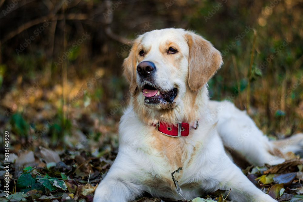 Active, smile and happy purebred labrador retriever dog outdoors in grass park on sunny summer day. Active, smile and happy purebred labrador retriever dog outdoors in grass park on sunny summer day.