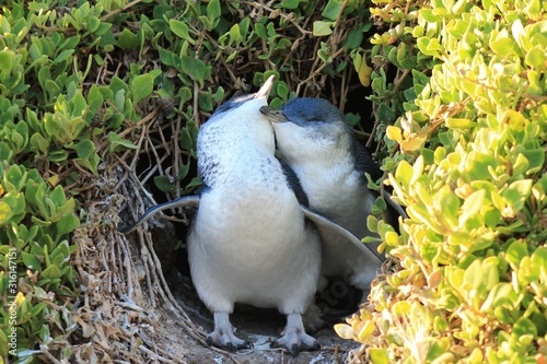 Little penguins cuddling
