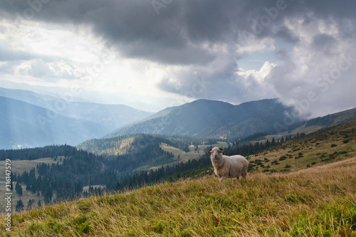 Beautiful mountain landscape view. One sheep looking straight into camera. Carpathians, Ukraine.