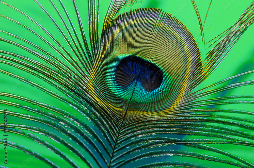 Colorful peacock feather against aqua menthe color background Stock Photo |  Adobe Stock