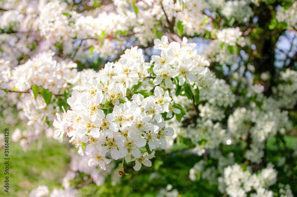 Apple tree in bloom Apple tree in bloom