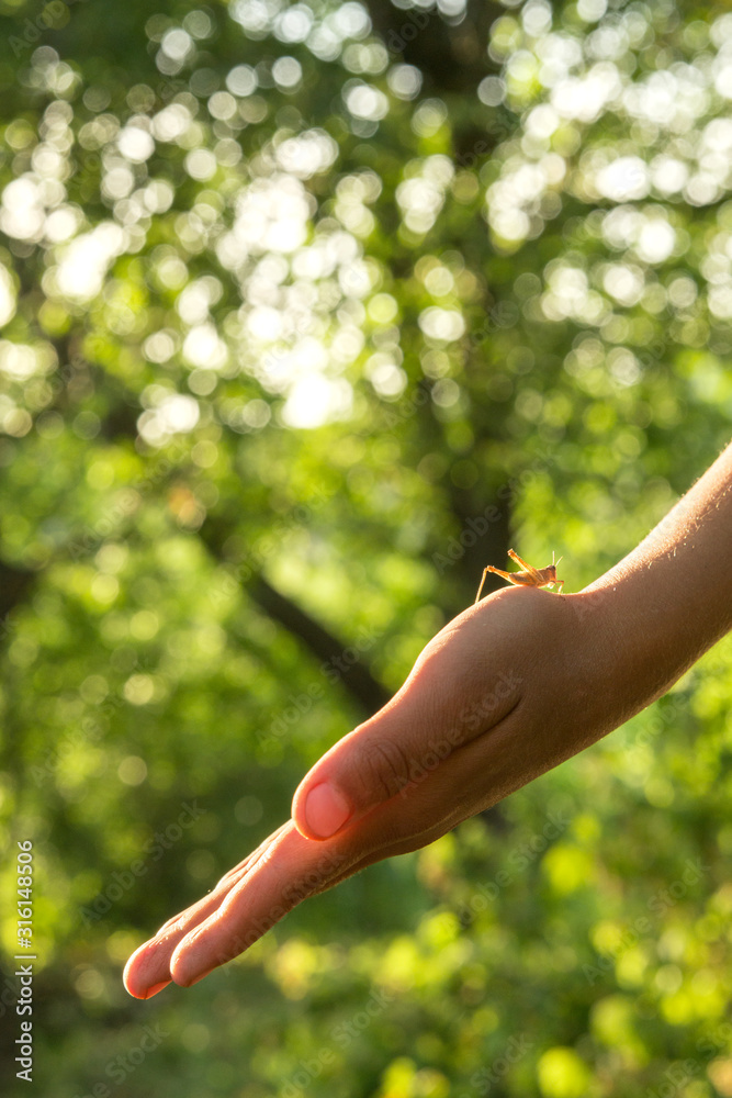A grasshopper sits on a child’s hand on a background of green vegetation on a sunny day in spring or summer. A grasshopper sits on a child’s hand on a background of green vegetation on a sunny day in spring or summer.