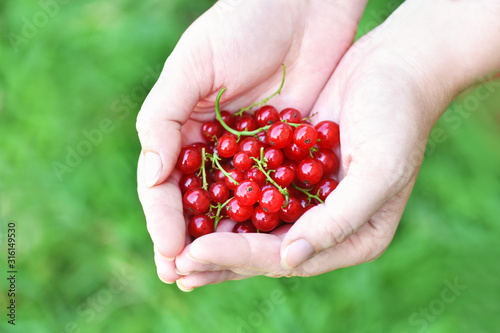 Currant. Close up of a woman's hand holding a ripe red currant in the shape of a heart. Summer harvest background. Horizontal photo