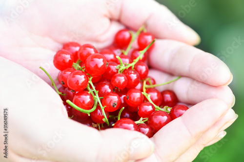 Currant. Close up of a woman's hand holding a ripe red currant. Summer harvest background. Horizontal photo © borislav15