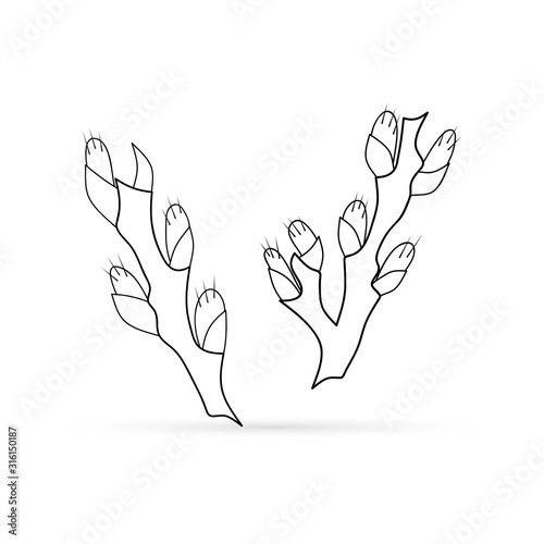 Outline willow set icon isolated on white, doodle kids hand drawing art line, sketch eco logo, coloring sticker, vector stock illustration