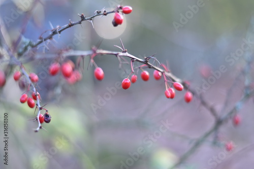 Rote Beeren einer Berberitze