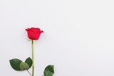 Red rose on a light background. Place for text, flatlay