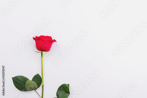 Red rose on a light background. Place for text  flatlay