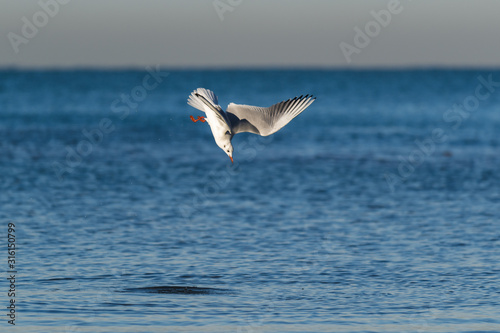 Go  land s appr  tant    plonger dans la mer pour p  cher