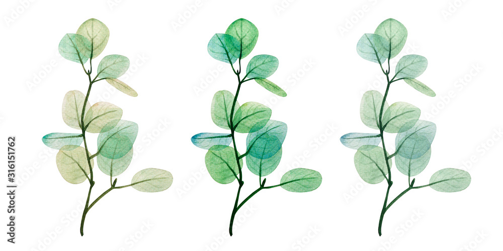  Watercolor eucalyptus leaf set. Floristic design elements for floristics. Hand drawn illustration. Greeting card. Floral print. Plant painted background. For postcards, greetings, cards, logo.  - obrazy, fototapety, plakaty 