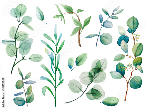  Watercolor eucalyptus leaf set. Floristic design elements for floristics. Hand drawn illustration. Greeting card. Floral print. Plant painted background. For postcards  greetings  cards  logo. 