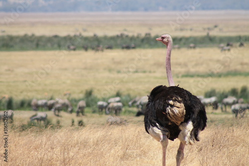  ostrich in wild