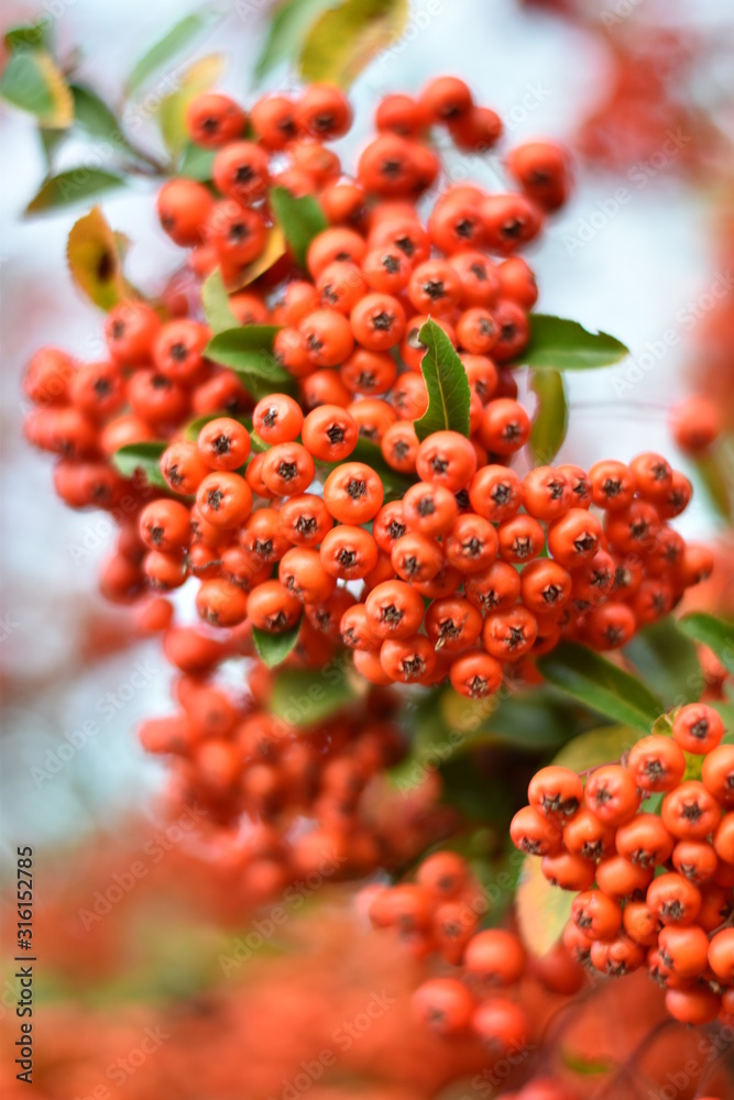 Roter Feuerdorn - Früchte Roter Feuerdorn - Früchte
