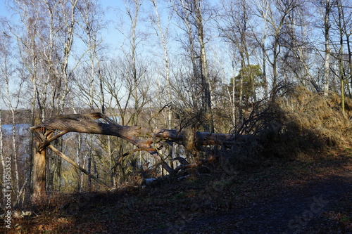 Von einem Sturm gebrochener großer Baum photo