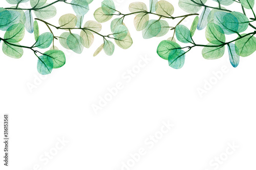  Watercolor eucalyptus leaf frame. Floristic design elements for floristics. Hand drawn illustration. Greeting card. Floral print. Plant painted background. For postcards, greetings, cards, logo. 