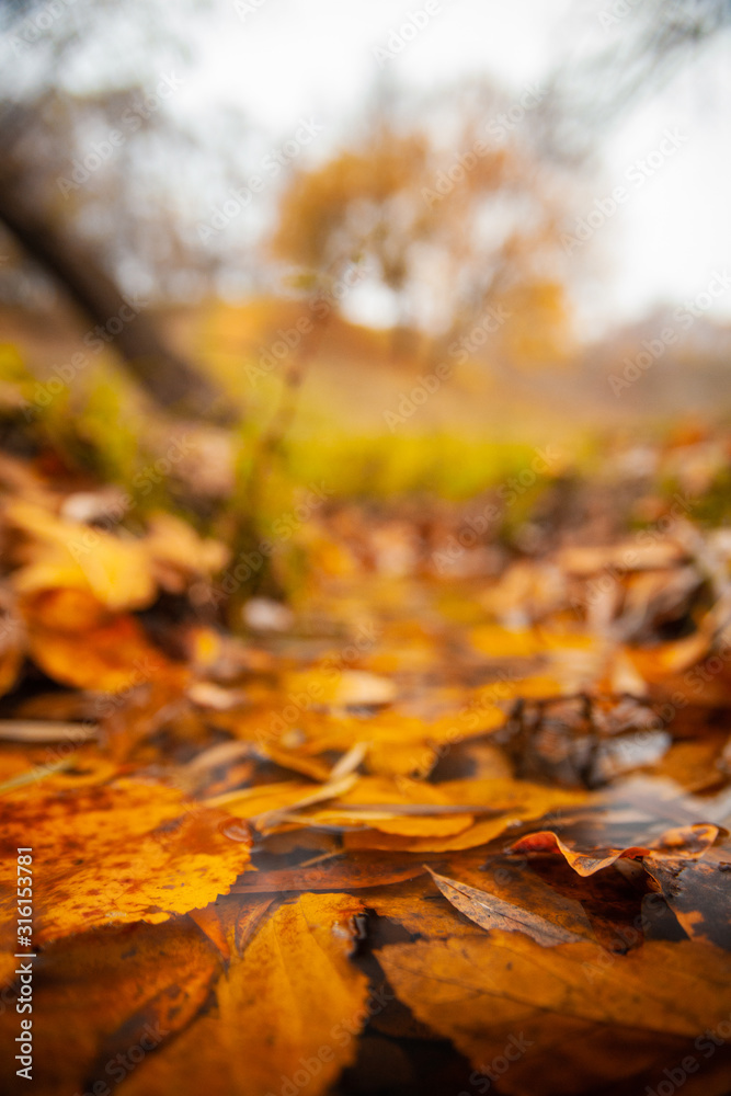 Yellow fallen leaves in the water in autumn in the park