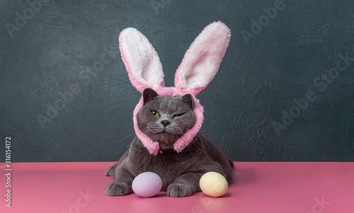 british cat with bunny bite from easter eggs