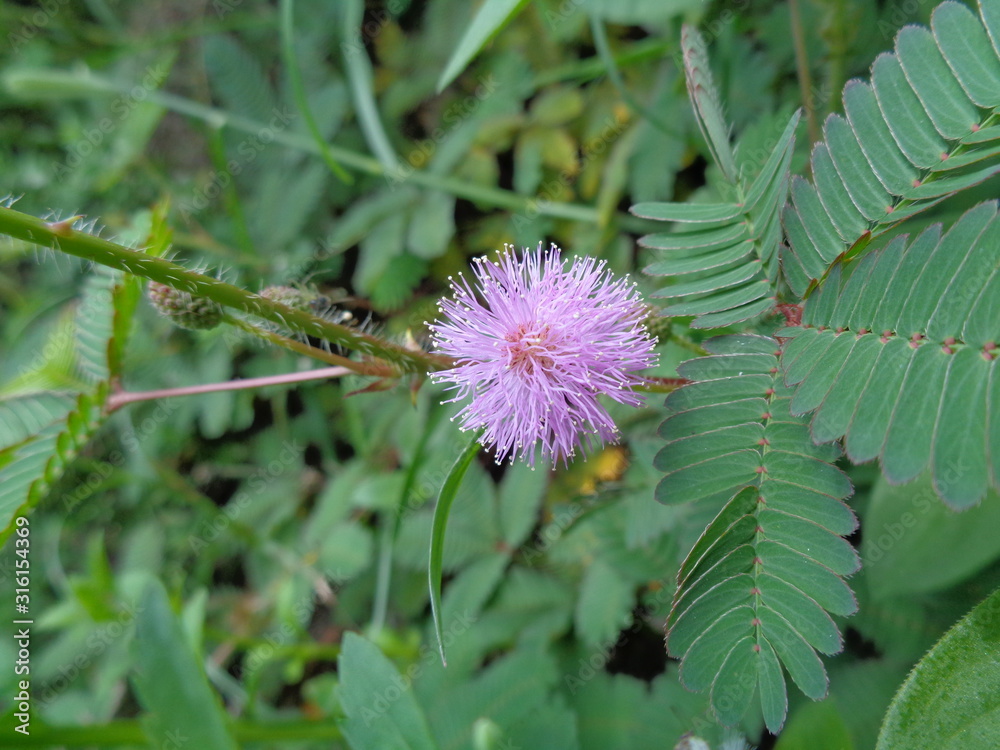 Mimosa pudica, also called sensitive plant, sleepy plant, action plant, touch-me-not, shameplant, zombie plant. Mimosa pudica, also called sensitive plant, sleepy plant, action plant, touch-me-not, shameplant, zombie plant.