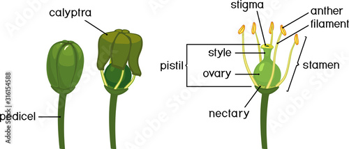 Stages of grape flower bloom and structure of grape flower