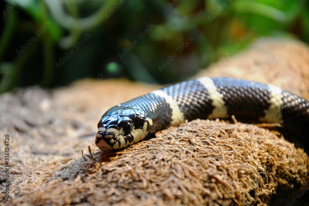 Fototapeta premium closeup of a snake called common kingsnake