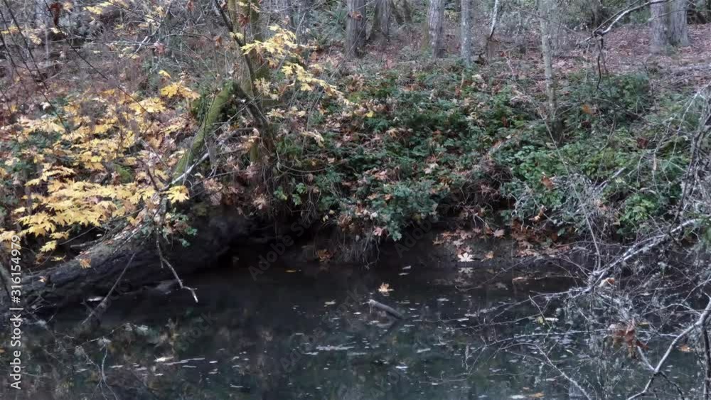 water and leaves flowing in small pool of water near fall bushes water and leaves flowing in small pool of water near fall bushes