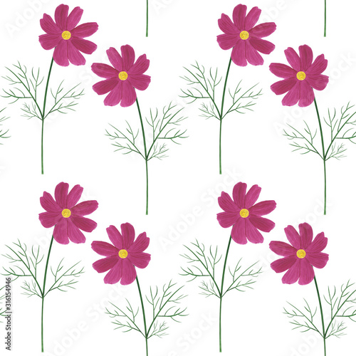 Seamless pattern Cosmea flowers watercolor botanical illustration