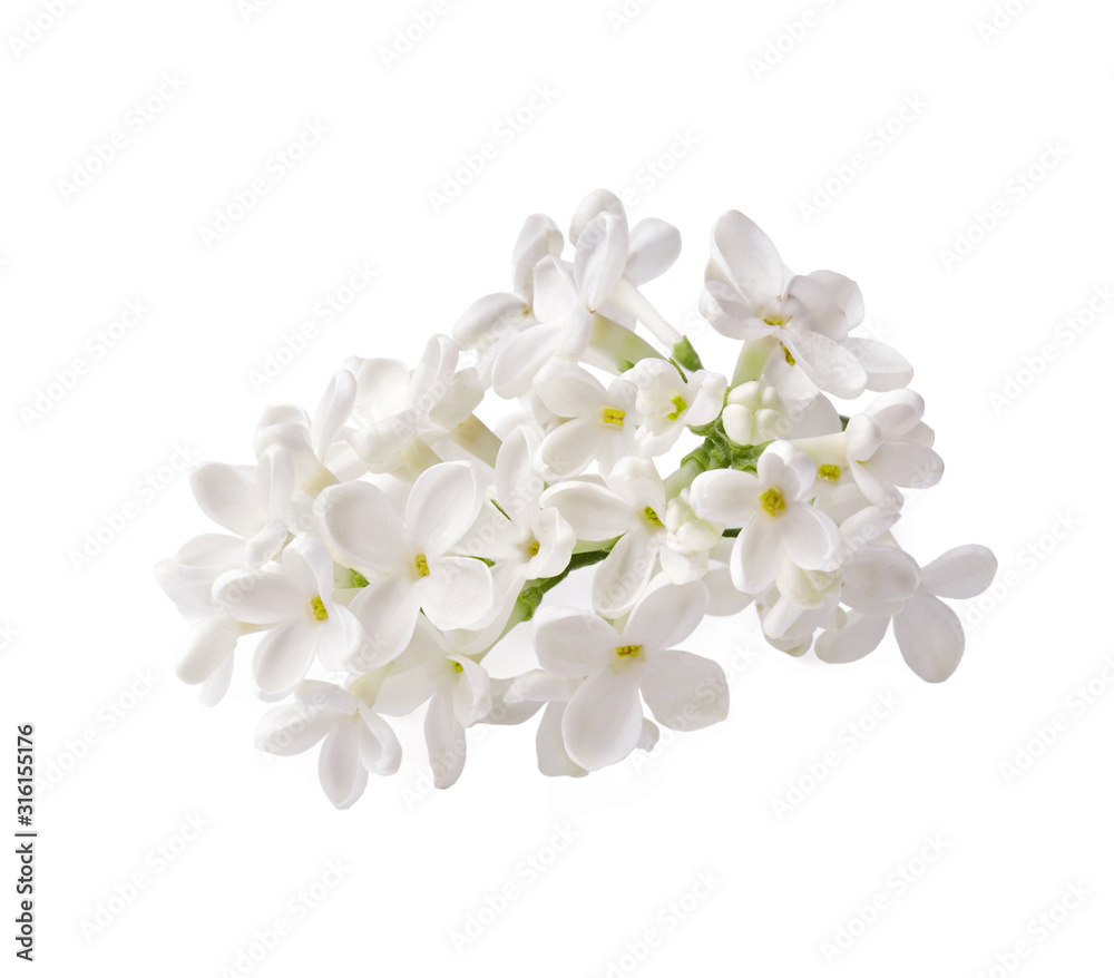 Fototapeta premium Branch of white lilac flowers isolated on white background.
