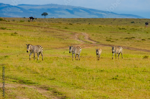 Kenya  Africa  zebras walking on the Savannah  in the background ostriches and hills