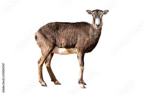 Mouflon isolated on a white background.