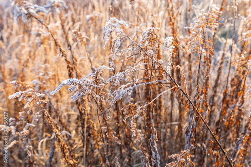 Fototapeta Naklejka Na Ścianę i Meble -  Frost on the grass and reed. Ice crystals close up. Nature Winter Background. Frost day of winter.