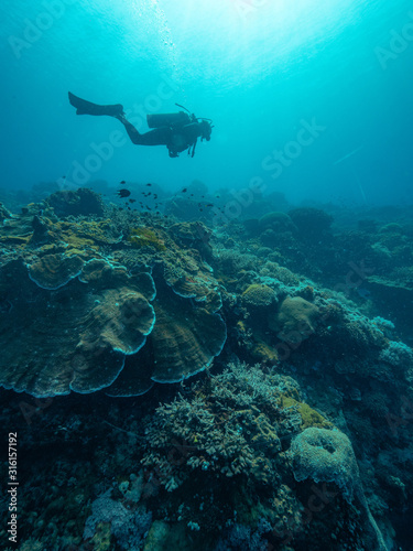 Underwater photo of a coral reef with a scuba diver swimming in blue ocean.