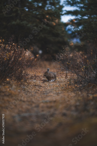 Curious Bunny In the Forest