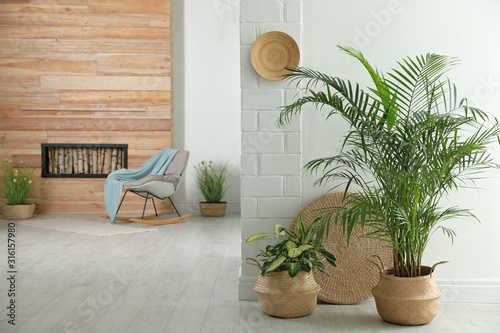 Houseplants in wicker pots on floor indoors. Interior design