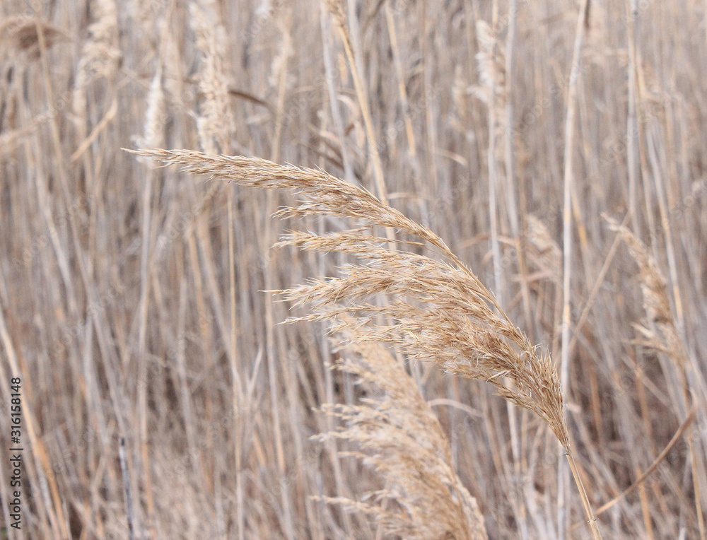 Fototapeta premium reeds background with plants in winter