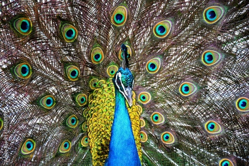 a peacock with feathers out