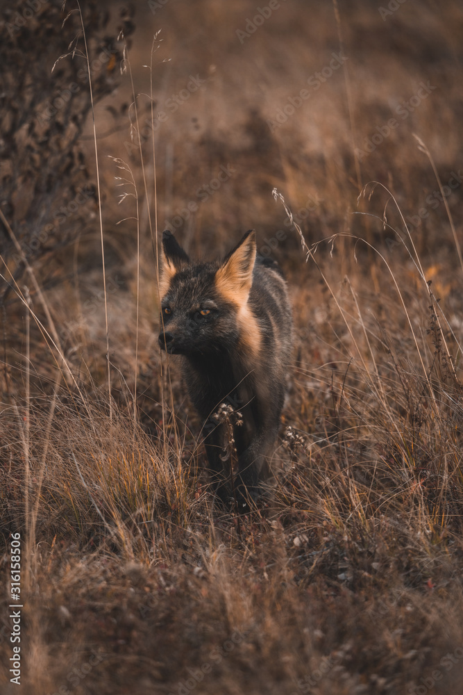 Fototapeta premium Cross Fox