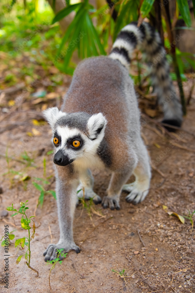 A lemur with bright orange eyes walks on the ground.