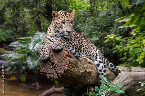 Fototapeta Sri Lankan leopard in rain forest, native to Sri Lanka