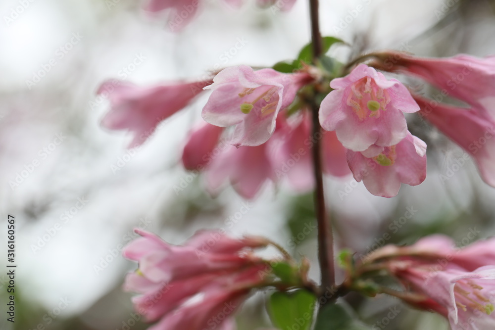 Weigela maximowiczii. Pink weigela flowers close-up. Weigela maximowiczii. Pink weigela flowers close-up.