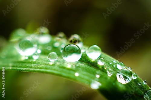 drops on grass
